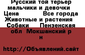 Русский той-терьер мальчики и девочки › Цена ­ 8 000 - Все города Животные и растения » Собаки   . Пензенская обл.,Мокшанский р-н